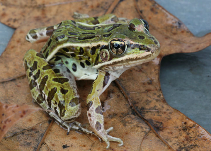 Northern Leopard Frog